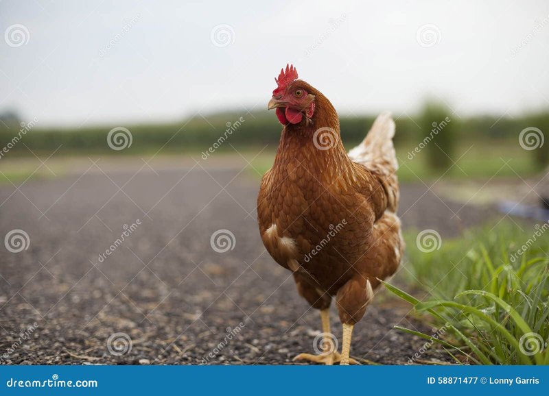 Descubre el Emocionante Juego de Azar de la Calle Pollo en España - overview