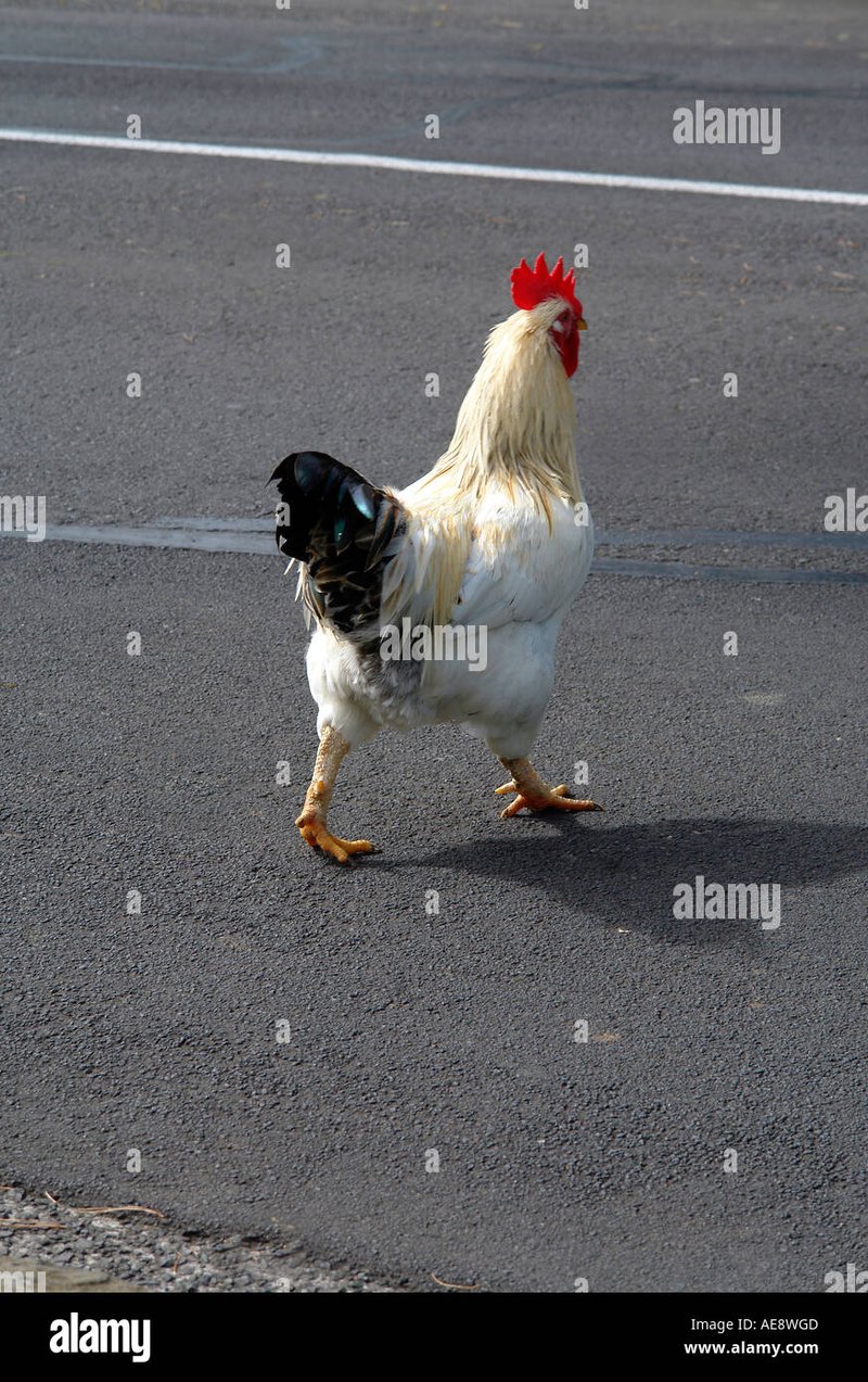 Spain - chicken road game